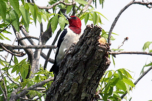 Red-headed Woodpecker